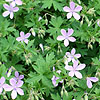 Geranium Asphodeloides