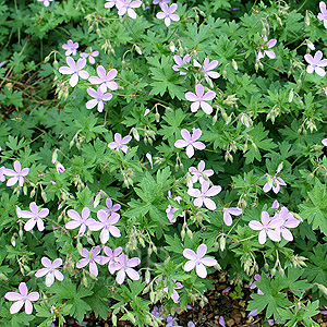 Geranium Asphodeloides - Cranesbill