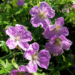 Geranium Sanguineum 'Canon Miles'