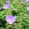 Geranium Himalayense