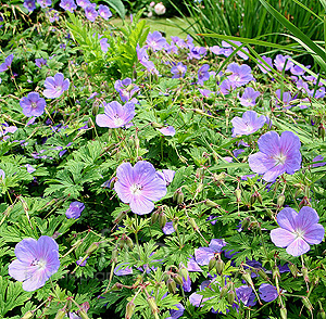 Geranium Himalayense - Cranesbill