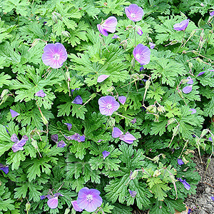 Geranium 'Johnsons Blue'