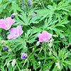 Geranium Clarkei - Kashmir Blue