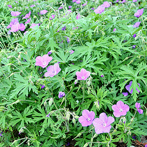 Geranium Clarkei 'Kashmir Blue' - Cranesbill