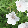 Geranium Clarkei - Kashmir White