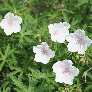 Geranium Clarkei Kashmir White' - Cranesbill