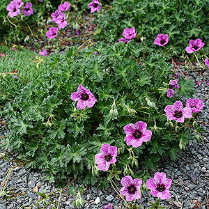 Geranium Cinereum 'Laurence Flatman' - Cranesbill