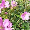 Geranium Macrorrhizum - Bevans Variety