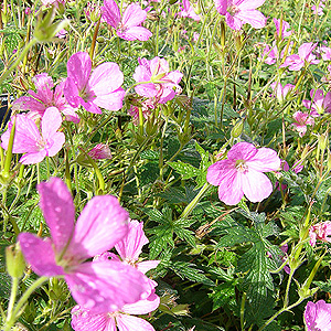 Geranium Macrorrhizum 'Bevans Variety' - Cranesbill