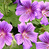 Geranium X Magnificum