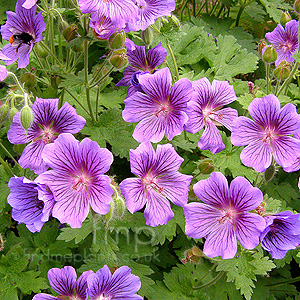 Geranium X Magnificum - Cranesbill