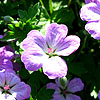 Geranium  X Riversleaianum  - Mavis Simpson