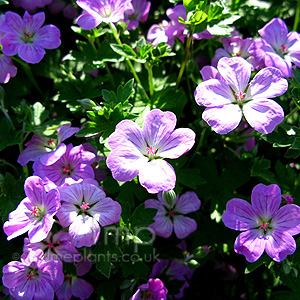 Geranium  X Riversleaianum  'Mavis Simpson'