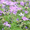 Geranium Sylvaticum - Mayflower