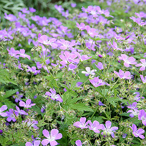 Geranium Sylvaticum Mayflower - Cranesbill