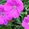 Geranium Sanguineum - Nyewood