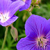 Geranium - Orion