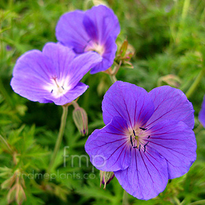 Geranium 'Orion'