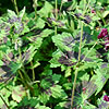 Geranium Phaeum - Samobar