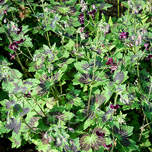 Geranium Phaeum 'Samobar' - Cranesbill