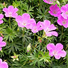 Geranium Sanguineum