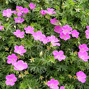 Geranium Sanguineum - Cranesbill