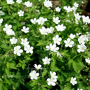 Geranium Sylvaticum 'Album' - Cranesbill