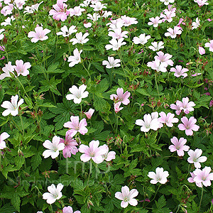 Geranium Endressii 'Wargrave'