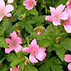 Geranium X Oxonianum - Wargrave Pink