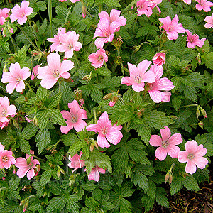 Geranium X Oxonianum 'Wargrave Pink' - Cranesbill