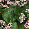 Bergenia - Silberlicht