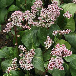 Bergenia 'Silberlicht' - Bergenia, Elephants Ears