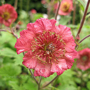 Geum 'Bell Bank'