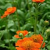 Geum Coccineum - Borisii