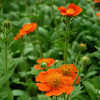 Geum Coccineum 'Borisii' - Avens