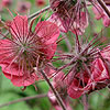 Geum Rivale - Leonards Variety