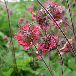 Geum Rivale 'Leonard's Variety' - Geum, Avens