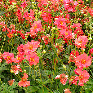 Geum Chiloense Mrs J Bradshaw - Geum, Avens