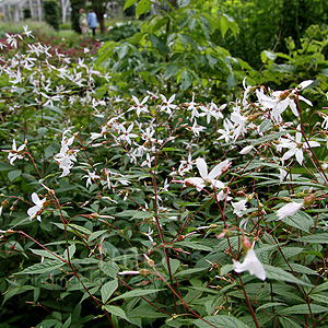 Gillenia Trifoliata - Gillenia