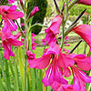 Gladiolus Byzantinus