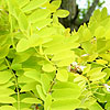 Gleditsia Triacanthos - Sunburst