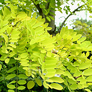 Gleditsia Triacanthos 'Sunburst' - Honey Locust