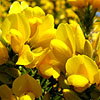 Ulex Europaeus