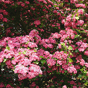 Crataegus Laevigata 'Paul's Scarlet' - Ornamental Hawthorn