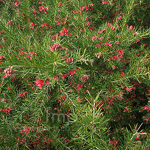 Grevillea Canberra Gem