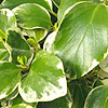 Griselinia  Littoralis  - variegata