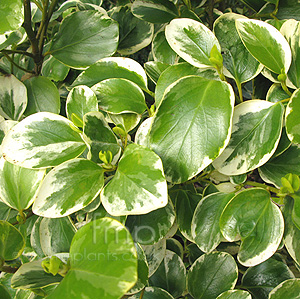Griselinia  Littoralis  variegata