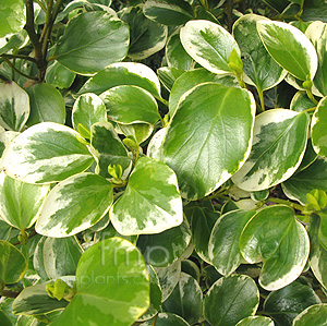 Griselinia  Littoralis  variegata