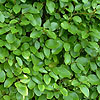 Griselinia Littoralis