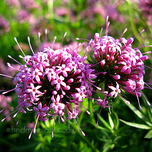 Grucianelle Stylosa - Grucianelle